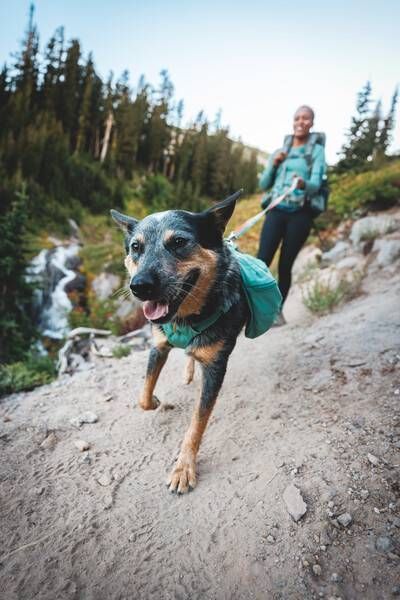 Шлейка-рюкзак для собаки Ruffwear Front Range&trade; M Зеленый 30983 фото