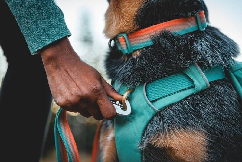 Шлейка-рюкзак для собаки Ruffwear Front Range&trade; M Зеленый 30983 фото
