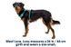 Полегшена шлейка для собак Ruffwear Hi & Light&trade; M 69-81 см Зелений 30834 фото 11