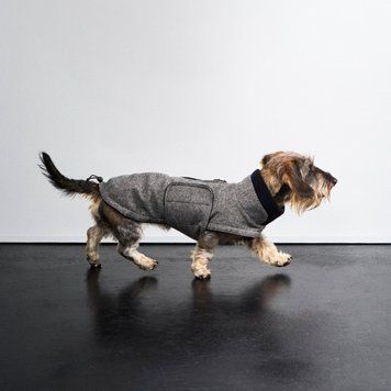 Утепленная куртка для такс и похожих пород собак Cloud7 Brooklyn Dachshund Черный 3 45886 фото