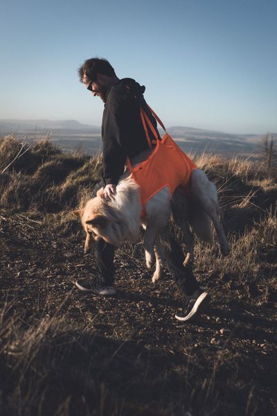 Система для эвакуации собаки Dog rescue sling Non-stop dogwear Оранжевый XL 40536 фото
