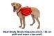 Шлейка-рюкзак для собаки Ruffwear Palisades&trade; L/XL Красный 30987 фото 2