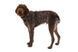 Повсякденна шлейка для собак Ruffwear Front Range&reg; L/XL 81-107 см Сіро-коричневий 30790 фото 5