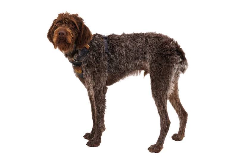 Повсякденна шлейка для собак Ruffwear Front Range&reg; L/XL 81-107 см Сіро-коричневий 30790 фото