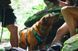 Легка шлейка для собак Ruffwear Flagline&trade; XS 43-56 см Сірий 30747 фото 10