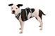 Легка шлейка для собак Ruffwear Flagline&trade; XS 43-56 см Сірий 30747 фото 5