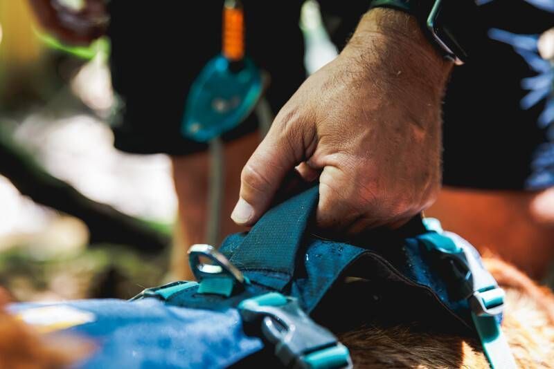 Легка шлейка для собак Ruffwear Flagline&trade; XS 43-56 см Сірий 30747 фото