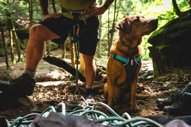 Легка шлейка для собак Ruffwear Flagline&trade; XS 43-56 см Сірий 30747 фото