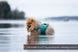 Спасательный жилет для собак Protector life jacket Non-stop dogwear Бирюзовый 3 40505 фото 2