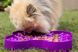 Миска слоуфидер для маленьких собак LickiMat Small Slodog Purple 30348 фото 4