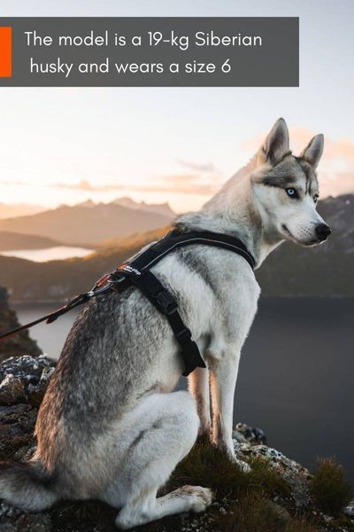 Шлея для собак Line harness 5.0 Non-stop dogwear Черный 2 40592 фото